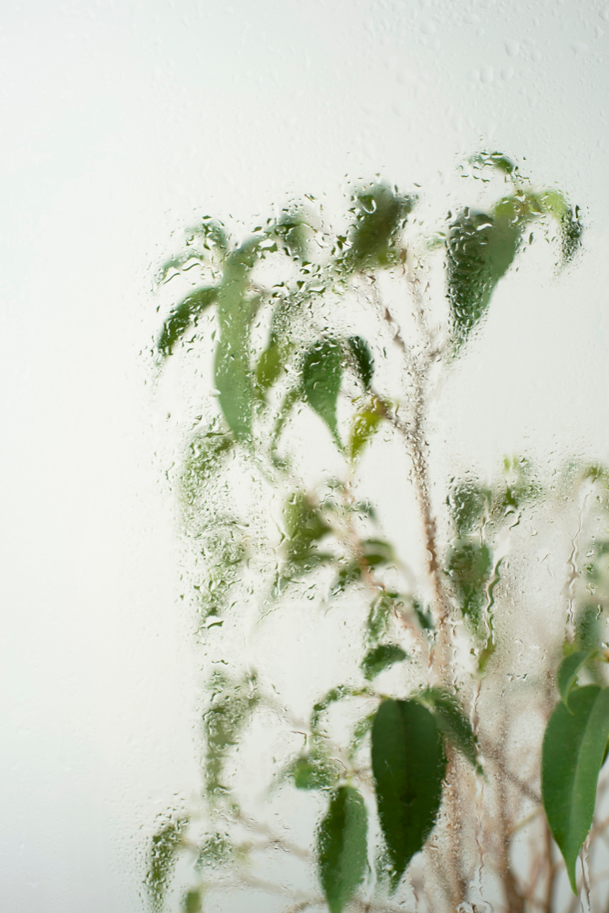 실내 공기질과 면역력의 상관관계 (환기, 미세먼지, 습도)