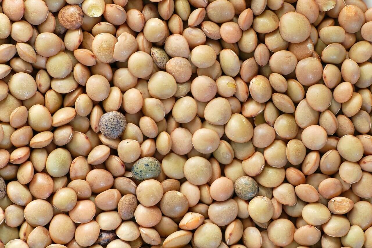 “다이어트에-좋은-렌즈콩”