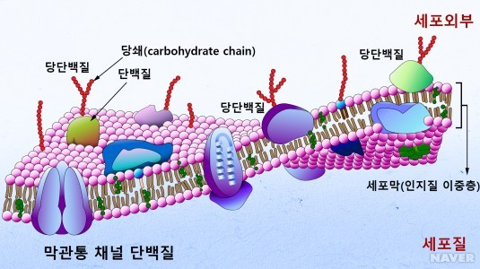 로프민캡슐과 다른 약물의 상호작용