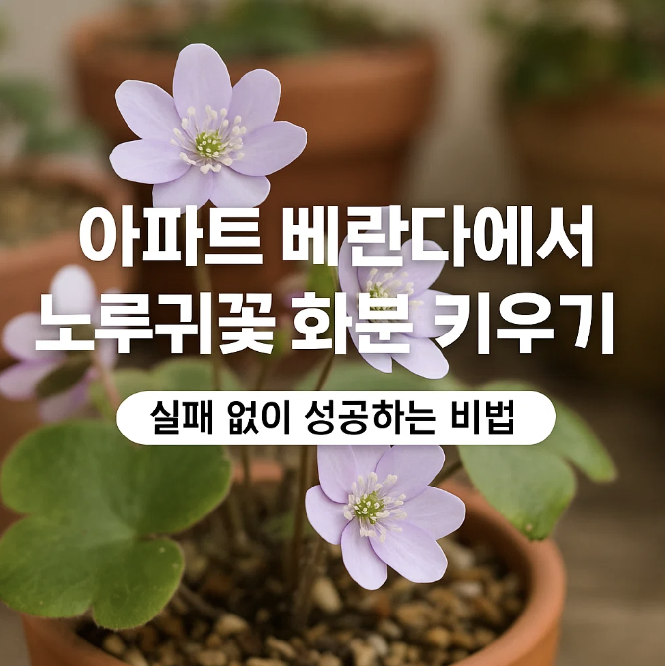 아파트 베란다에서 노루귀꽃 화분 키우기, 실패 없이 성공하는 비법