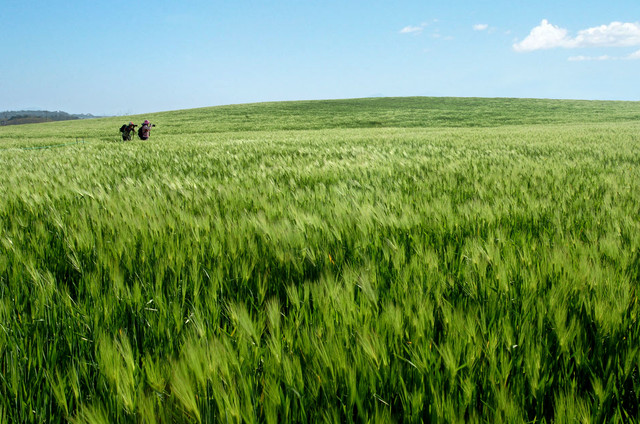 고창 청보리밭 축제, '폭싹 속았수다' 촬영지에서 즐기는 봄🌿