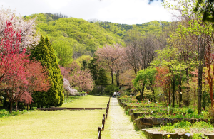 폭우와 도시 숲: 기후 재난 속 침수 예방의 열쇠
