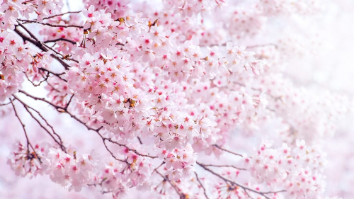 서울 벚꽃 명소