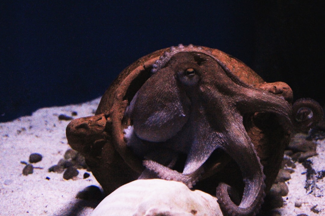 Octopus