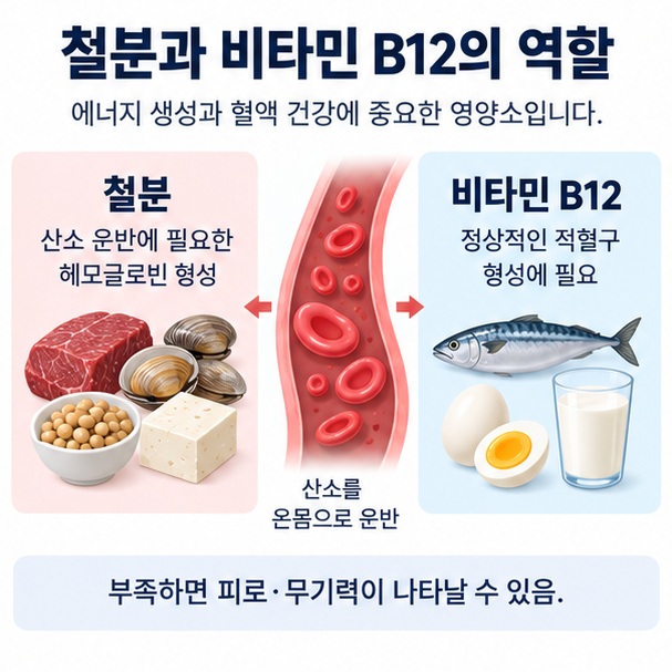 철분과 비타민 B12가 적혈구와 산소 운반에 필요하며 결핍 시 피로가 생길 수 있음을 설명한 이미지