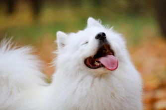 스피츠/출처:어도비스톡