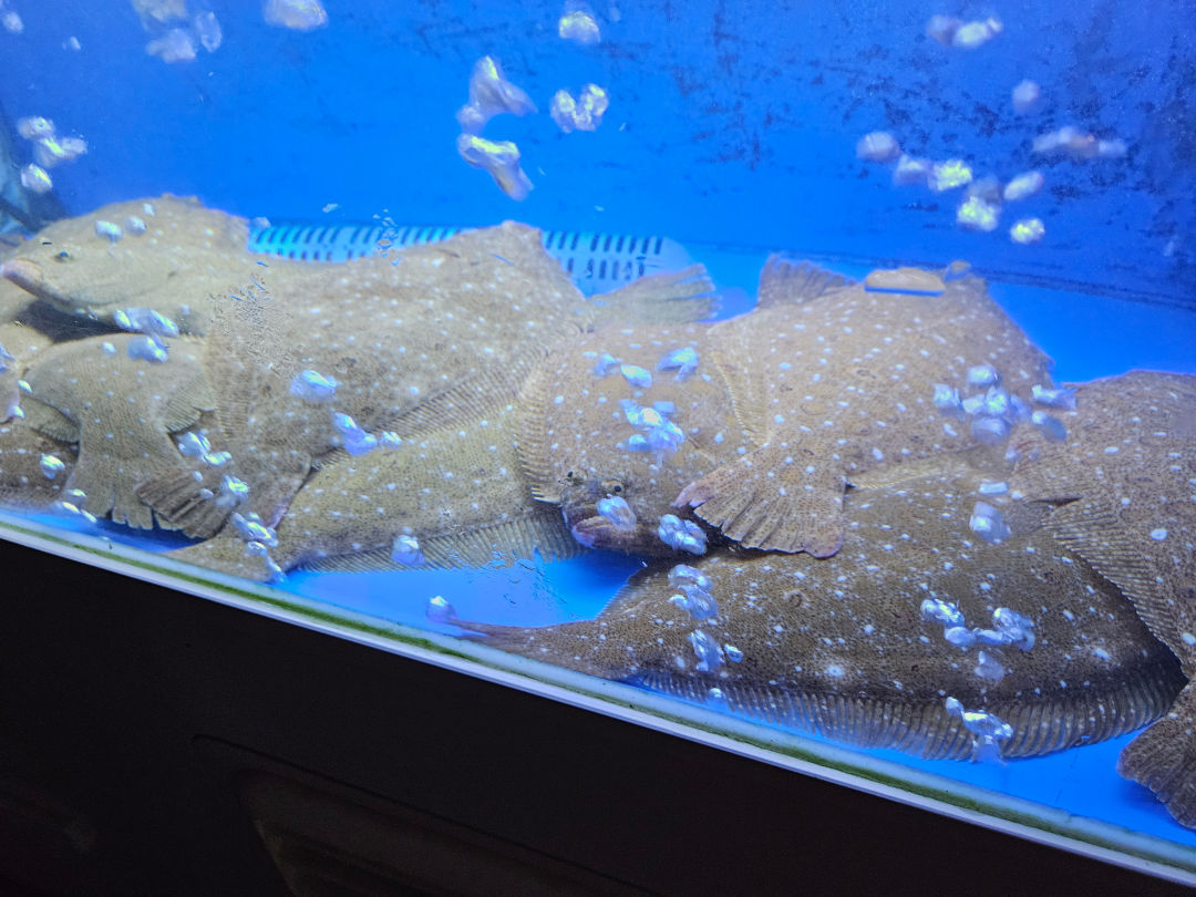 대영 수산 광어