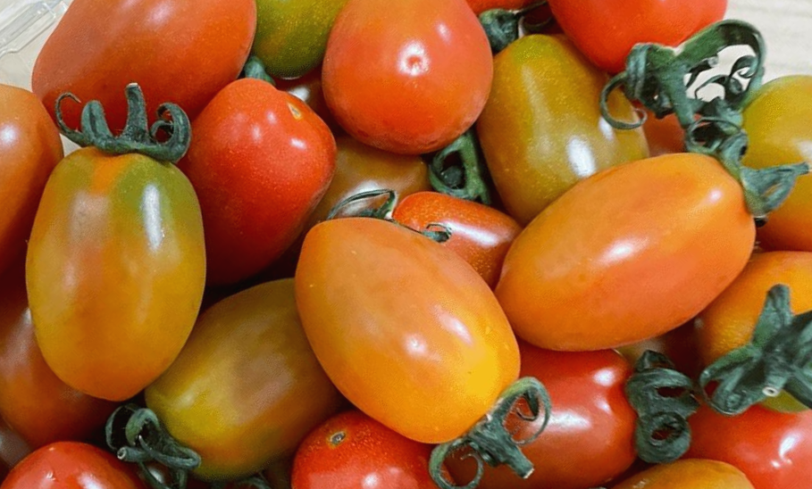 스테비아-방울-토마토-여러개