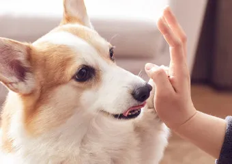 반려동물 건강 위한 최신 연구 동향 소개_8