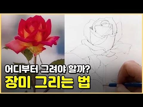 장미 삽목시기 삽목 방법 줄장미 넝쿨장미 색깔별 장미_3