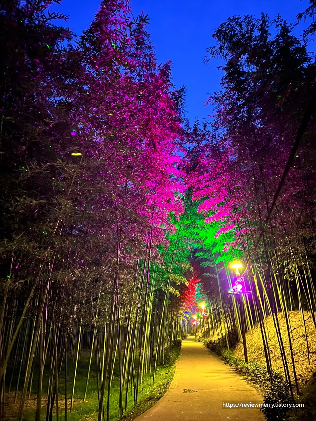 대나무숲길 야경