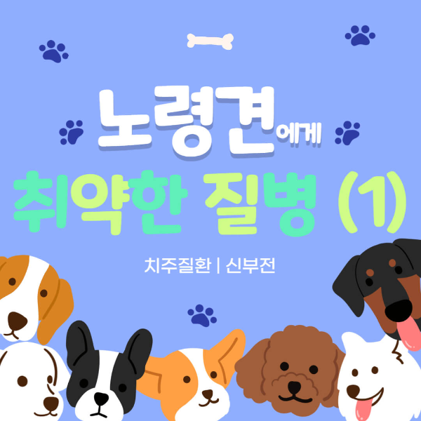 노령견_질병_썸네일