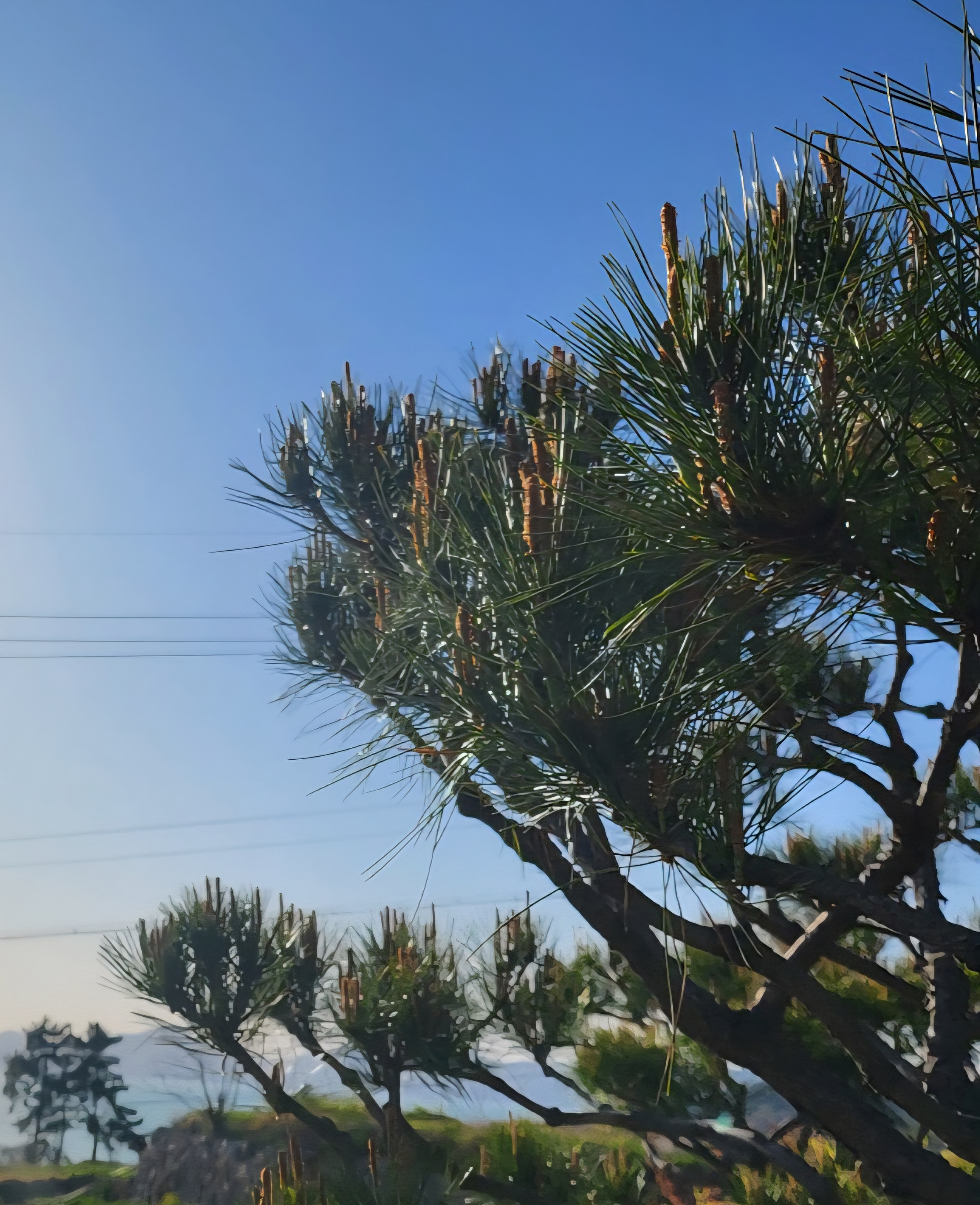 푸른 소나무 가지에 싱싱하게 자란 솔잎