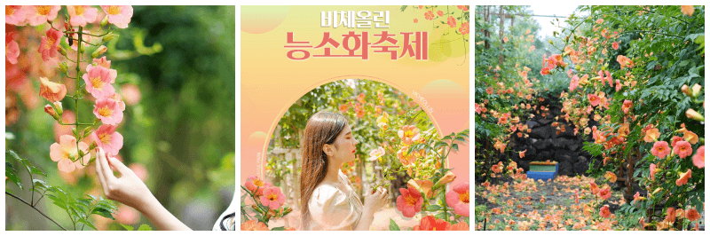 비체올린 능소화축제 포스터, 사진