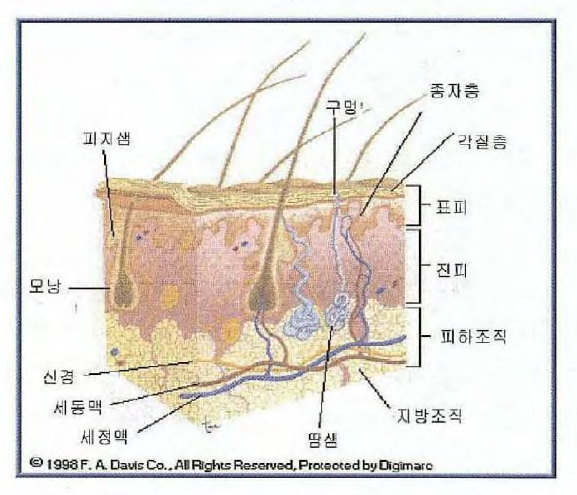 흡수의 일차적 경로(3): 경피 흡수