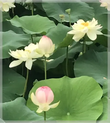 양평 세미원 연꽃축제_2