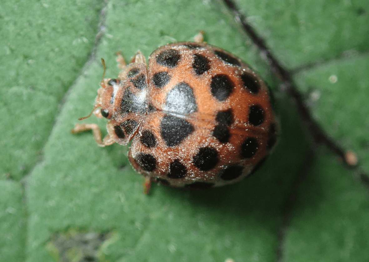 큰이십팔점박이무당벌레