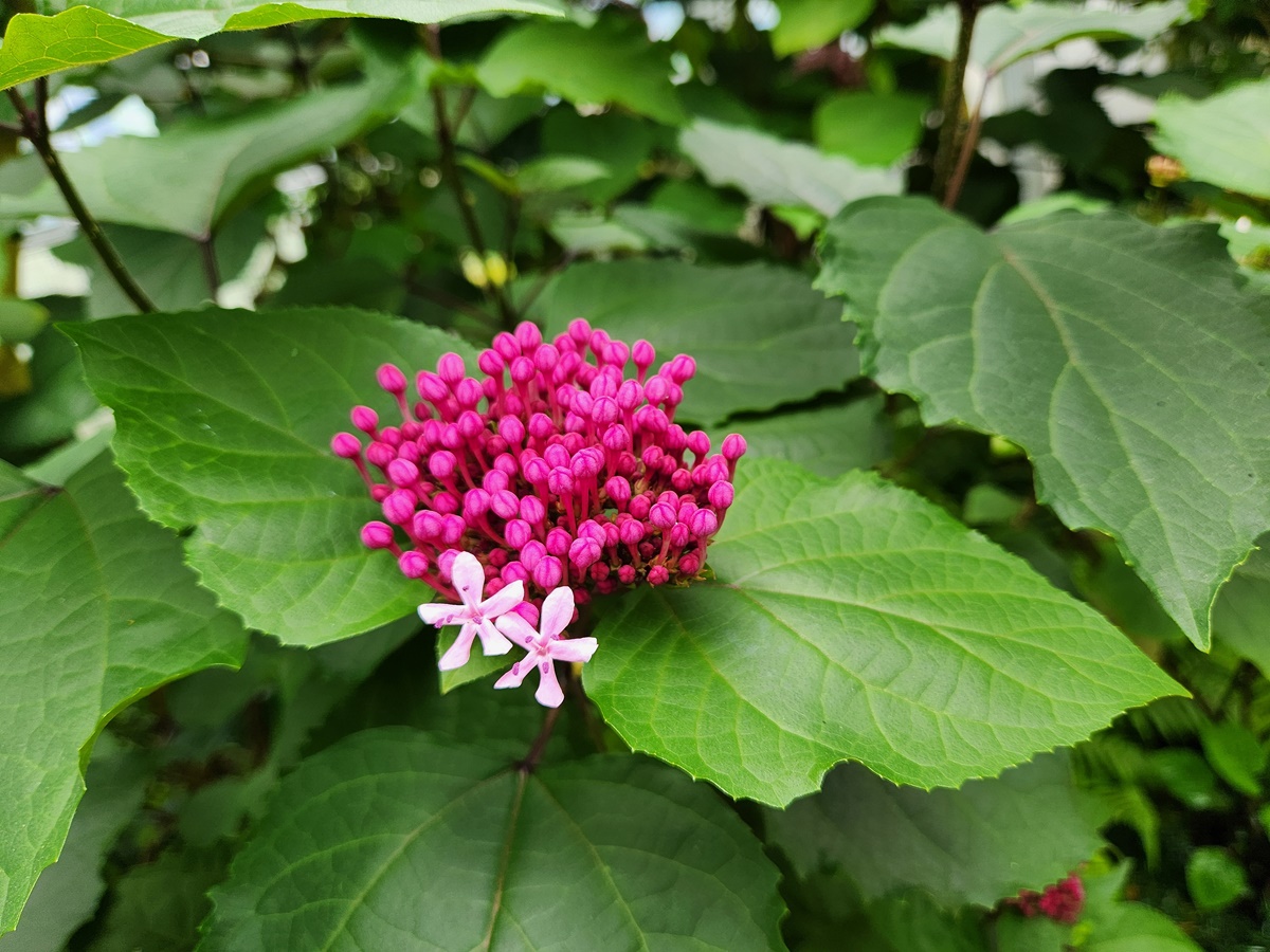 꽃누리장나무