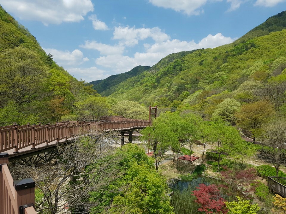 충남 금산 산림문화타운 내부의 금산 생태숲 하늘데크길