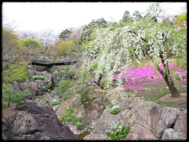 화담숲 데이트 - 벚꽃 아래서 힐링 여행!