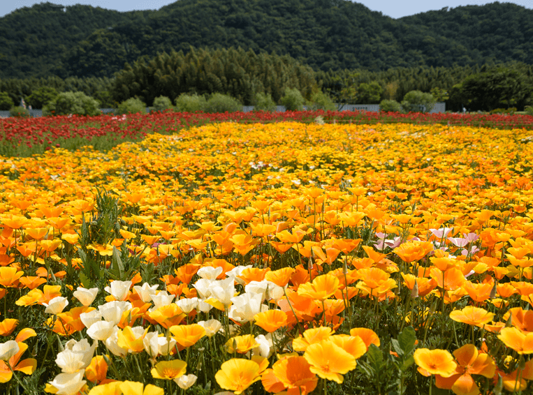 태화강국가정원봄꽃축제