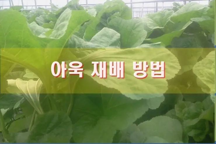 아욱 재배 텃밭 초보 직파 심기 병충해 적음_2