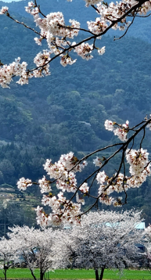 매화꽃이 유명한 여행지