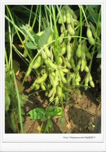 콩 재배 파종 깊이 잡초 억제 멀칭 가뭄 대비_4