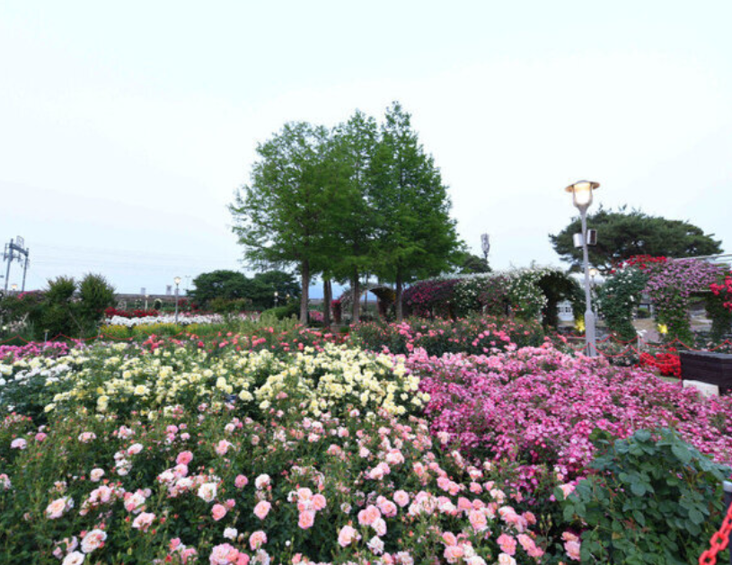 곡성 세계장미축제 개화상황