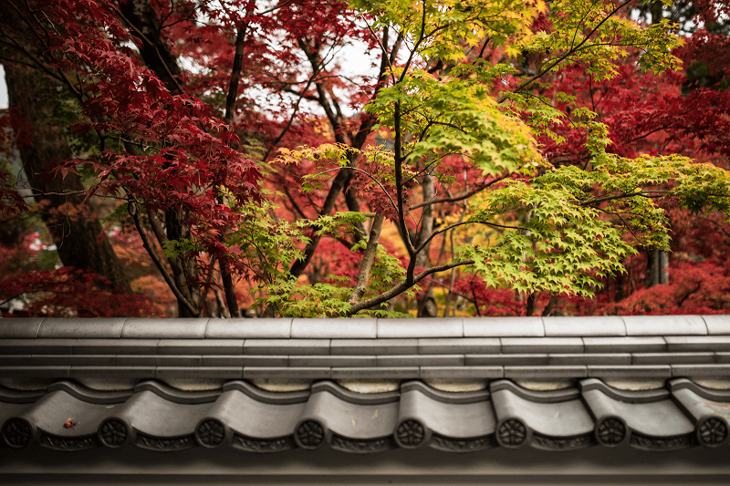 젠린지(에이칸도) 담장 밖에서 본 단풍