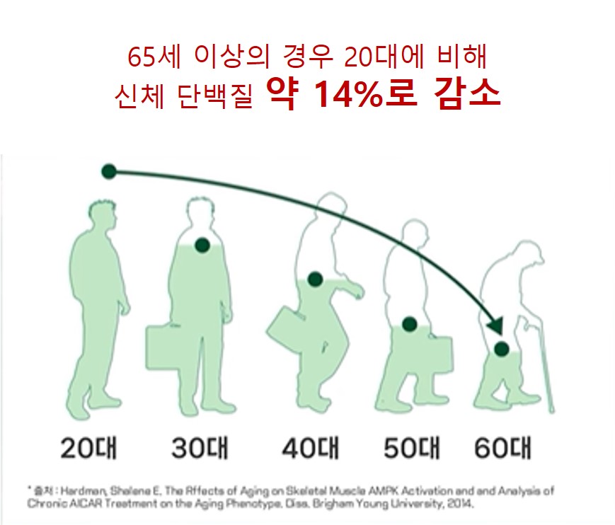 단백질