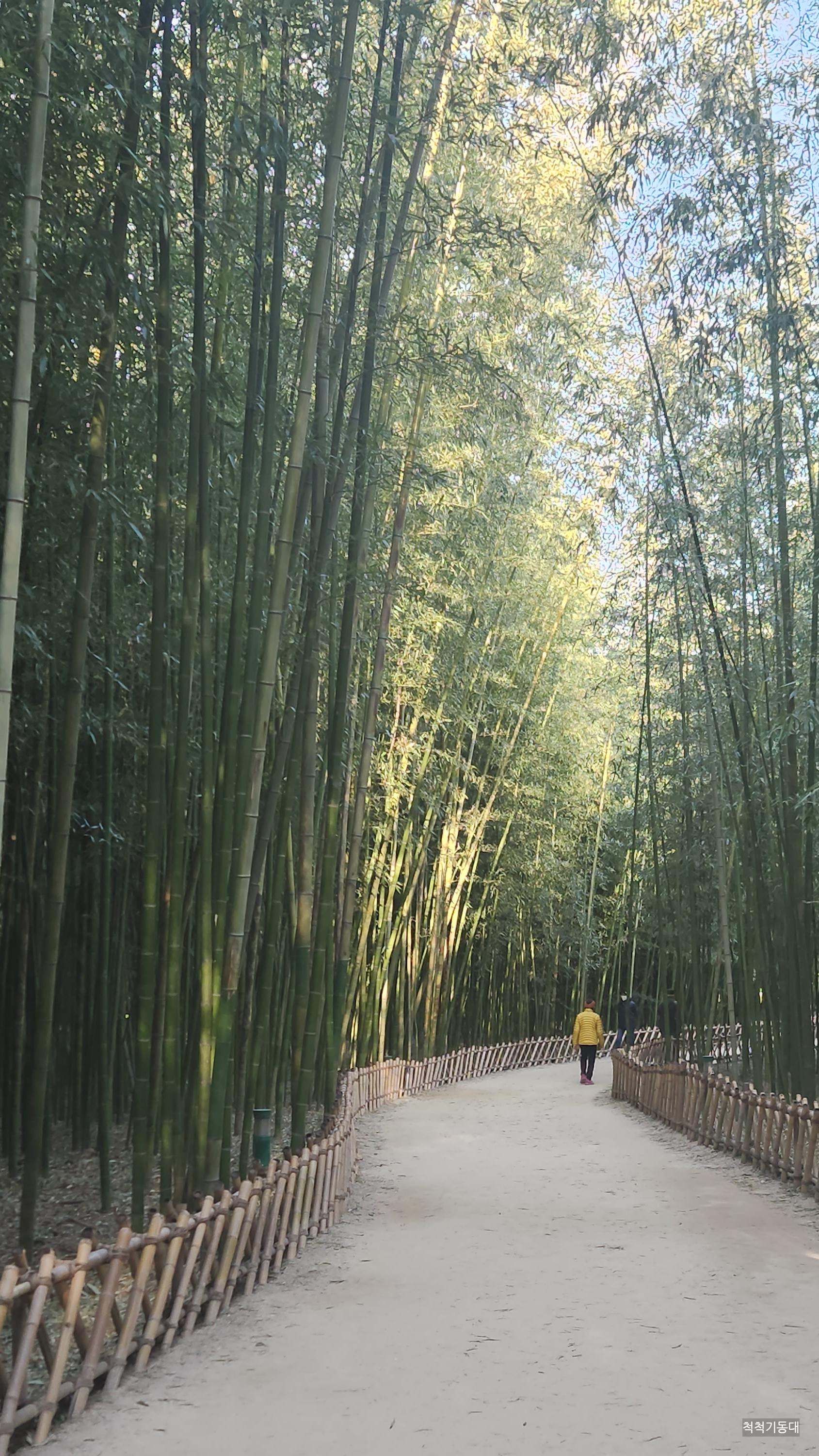태화강국가정원 십리대숲