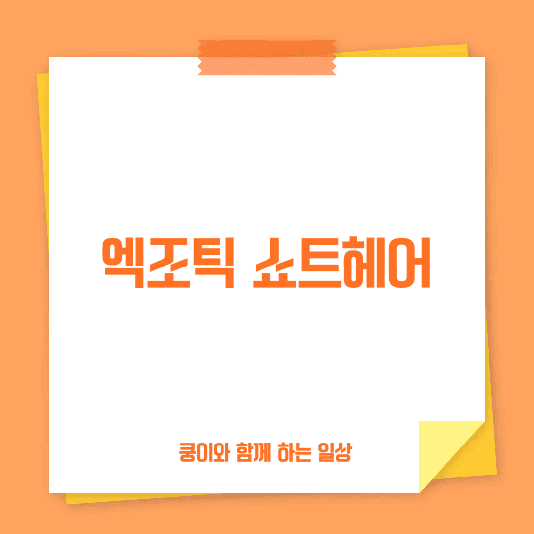 엑조틱 쇼트헤어(Exotic Shorthair)