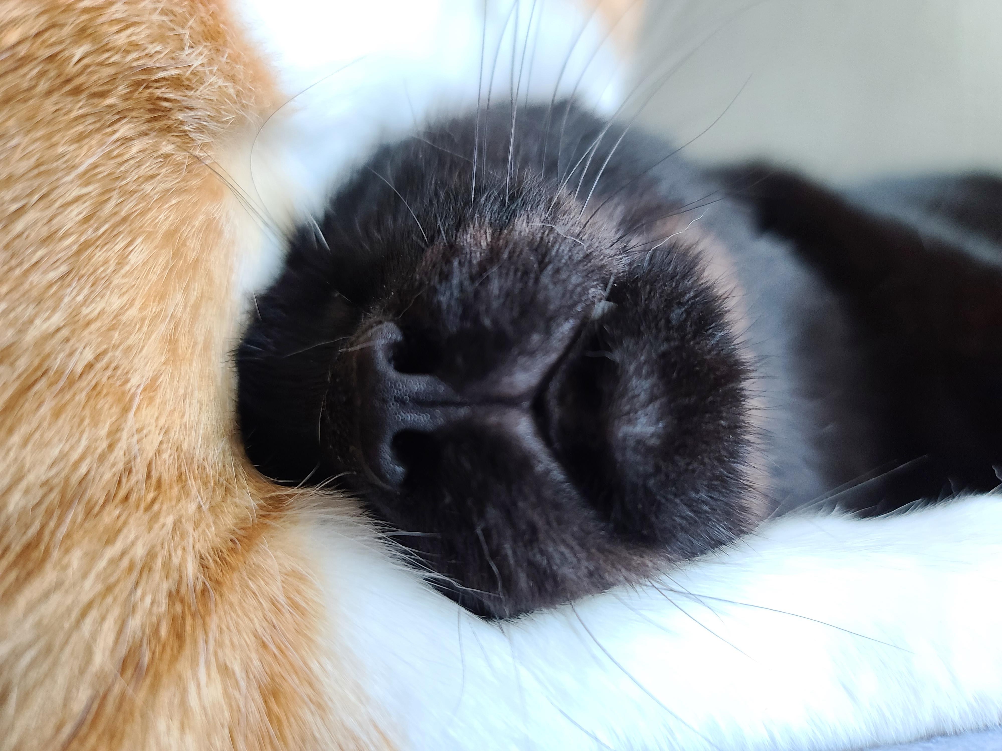 브로맨스. 사이가 너무 좋은 치즈냥이 호야와 올블랙고양이 건이.