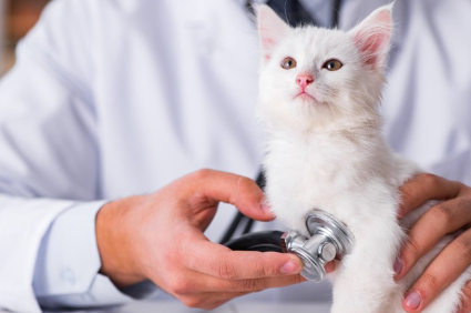 백신 검사 중인 고양이.