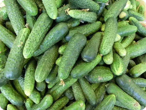 오이지 담그는 방법