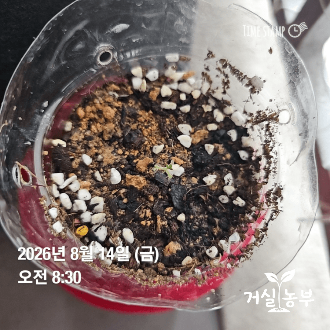 베란다 안쪽 생수병 화분에서 잎이 시들어가는 방울토마토 모종