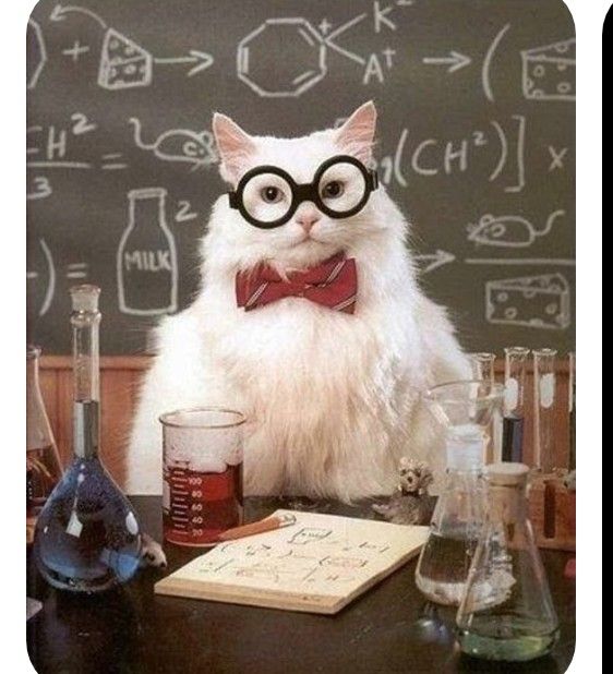 고양이의 과학적 감각