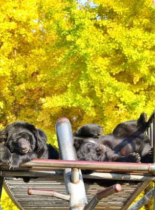 베어트리파크-입장료-할인-가을단풍축제