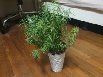 로즈마리 재배 삽목 번식 배수성 좋은 흙 관리_29