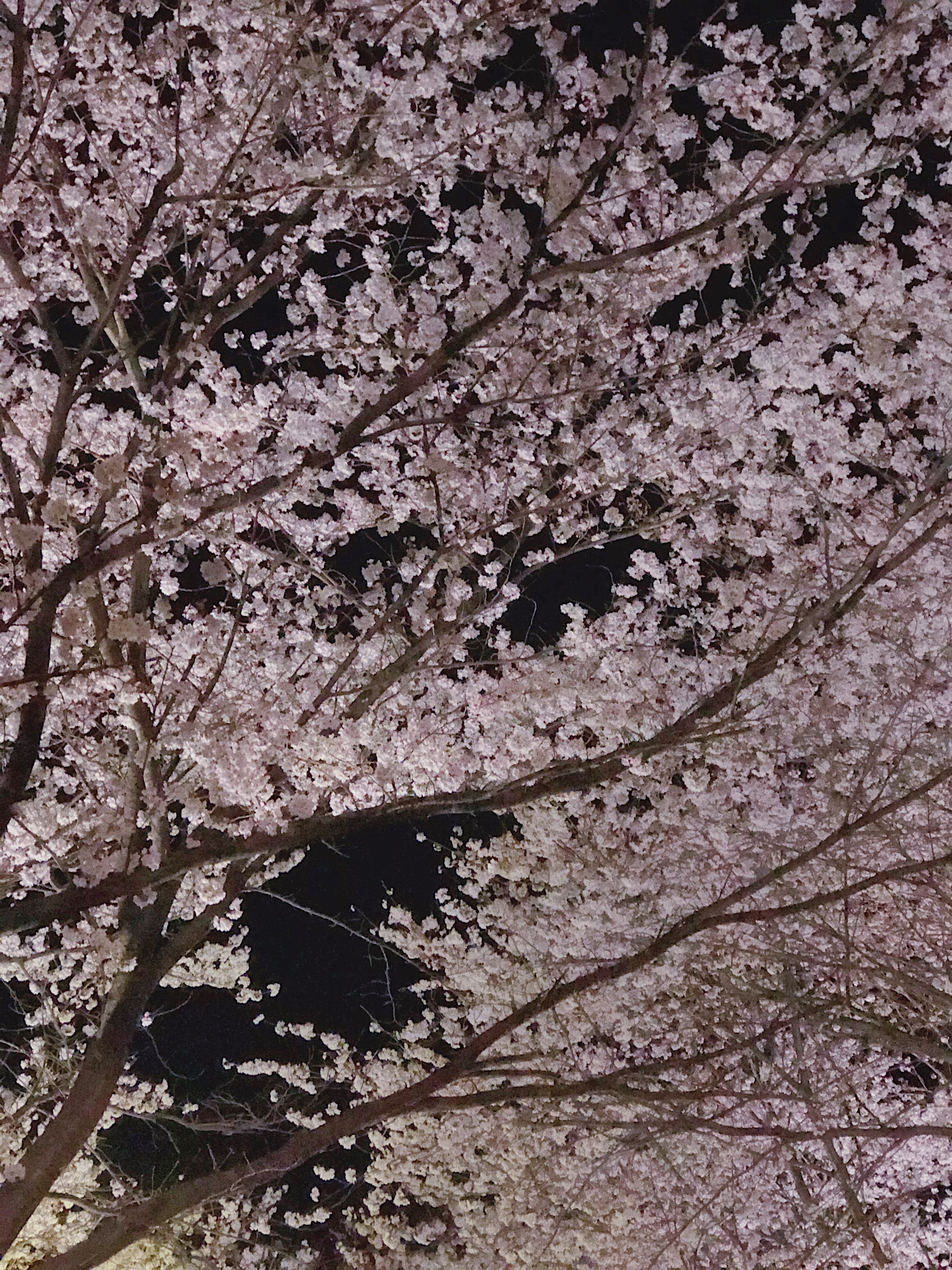 2025 벚꽃 개화시기 벚꽃데이트