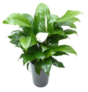 실내 공기정화식물 추천 10가지_1