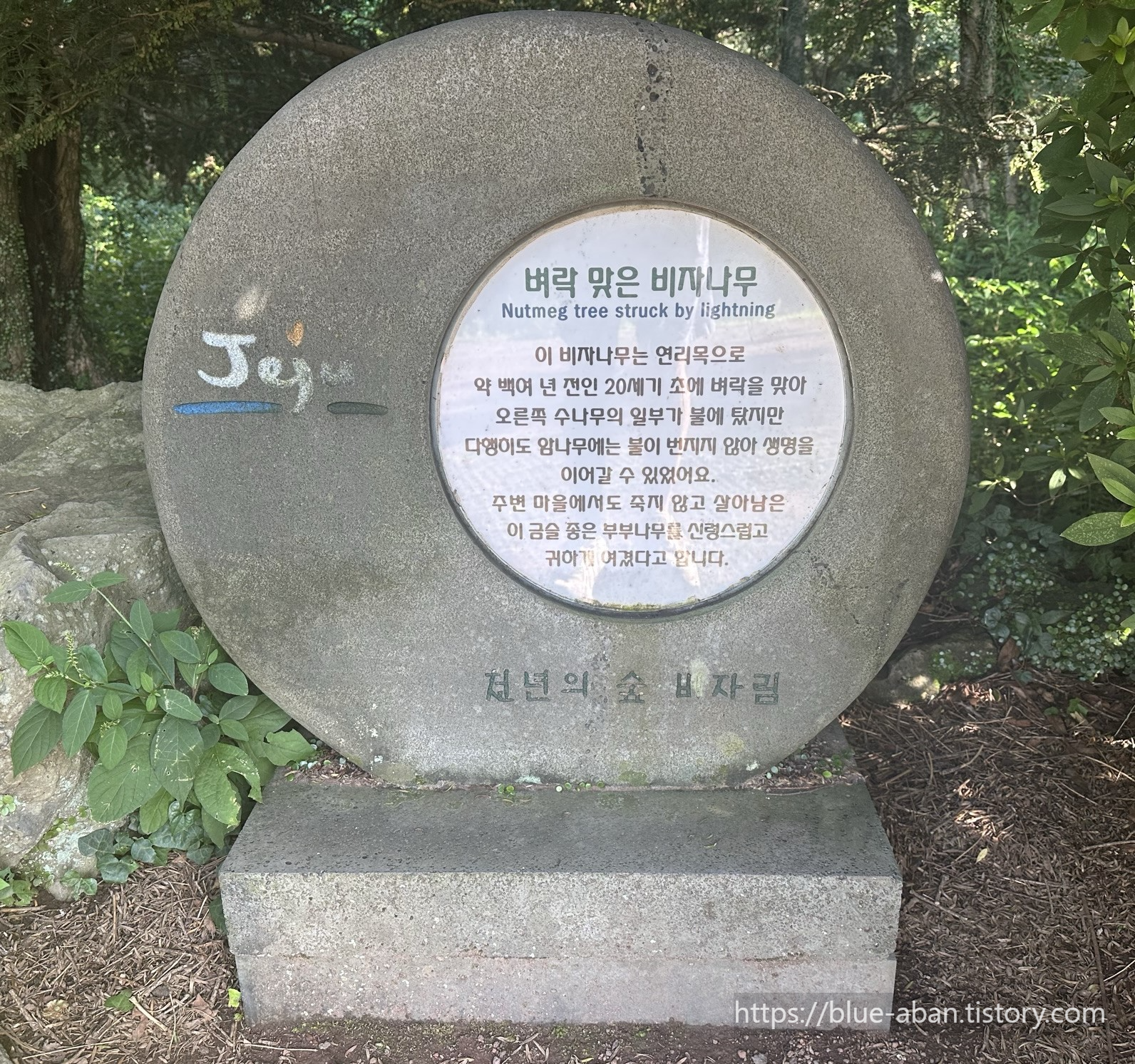 벼락맞은 나무