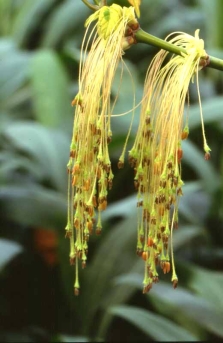 네군도단풍 수꽃차례1