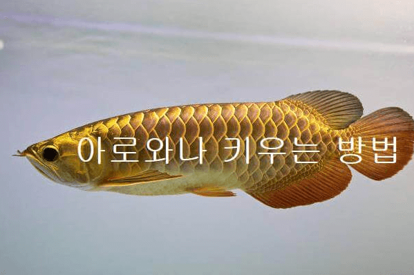 아로와나 종류