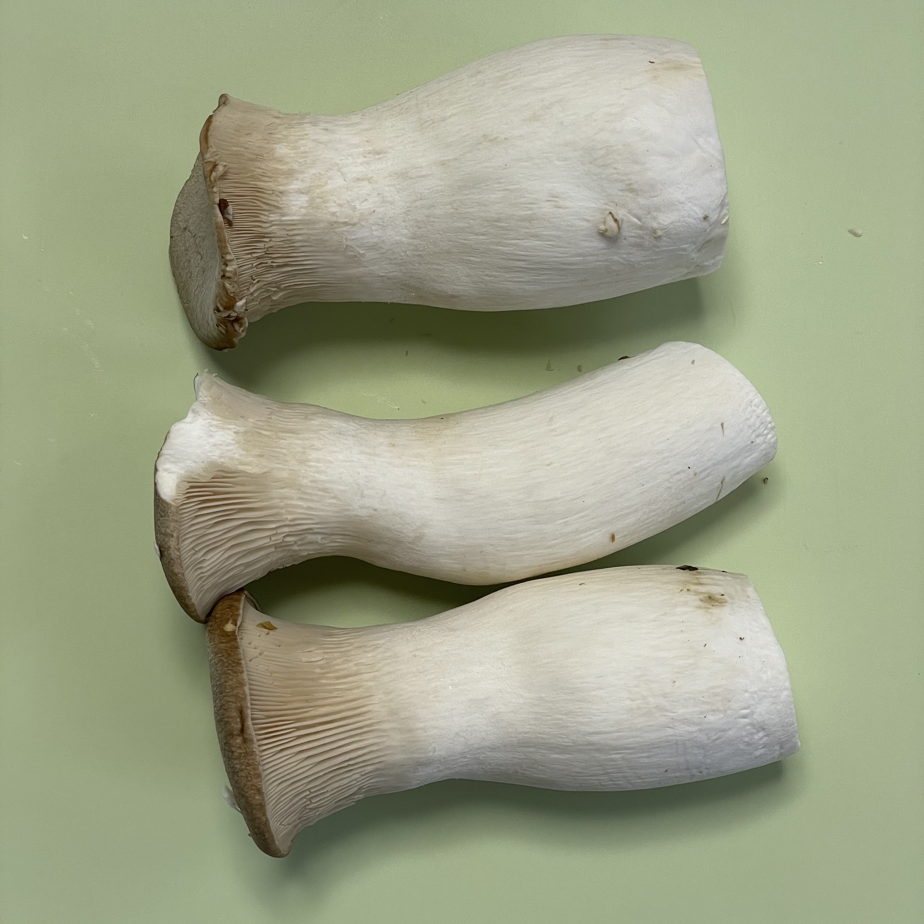 중기이유식 새송이버섯