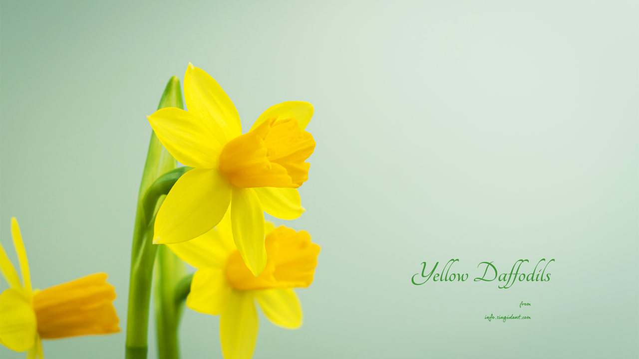 05 활짝핀 노란색 수선화 왼쪽 C - Yellow Daffodils 봄배경화면