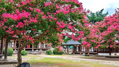 [정원수목]한옥 정원에 어울리는 한국 전통 수목 10가지