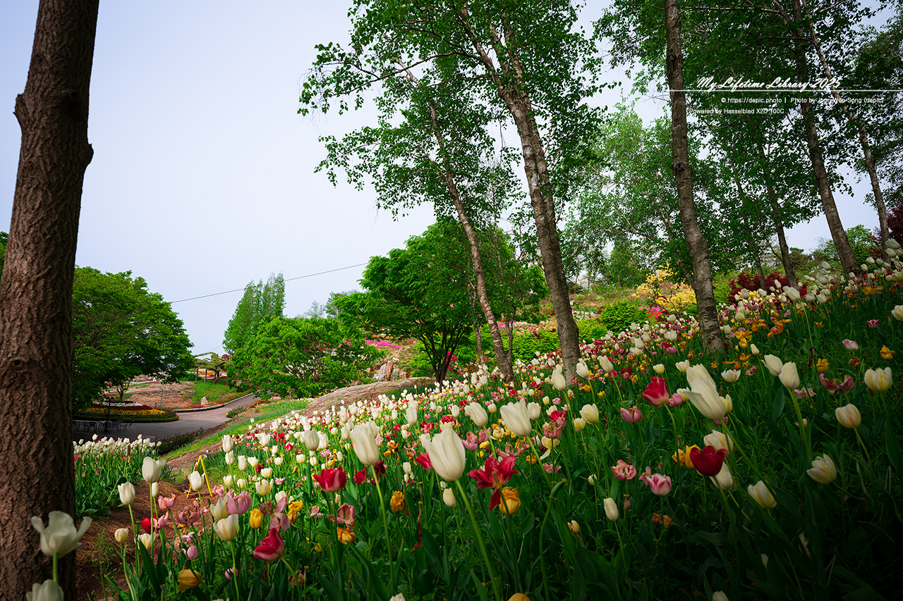 #봄 #꽃 #튤립 #아산 #피나클랜드