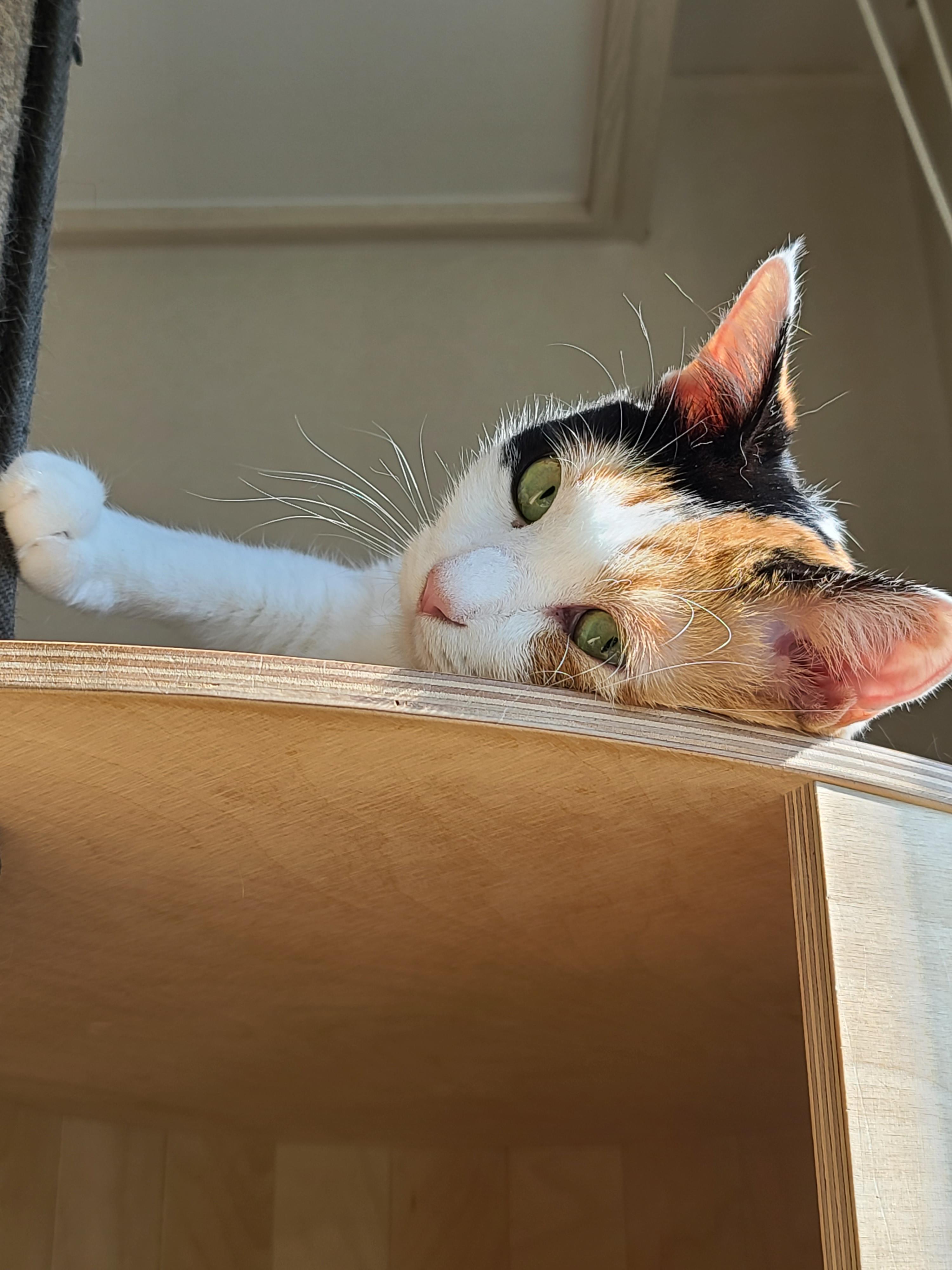 우리집 아홉냥이의 고양이 종류